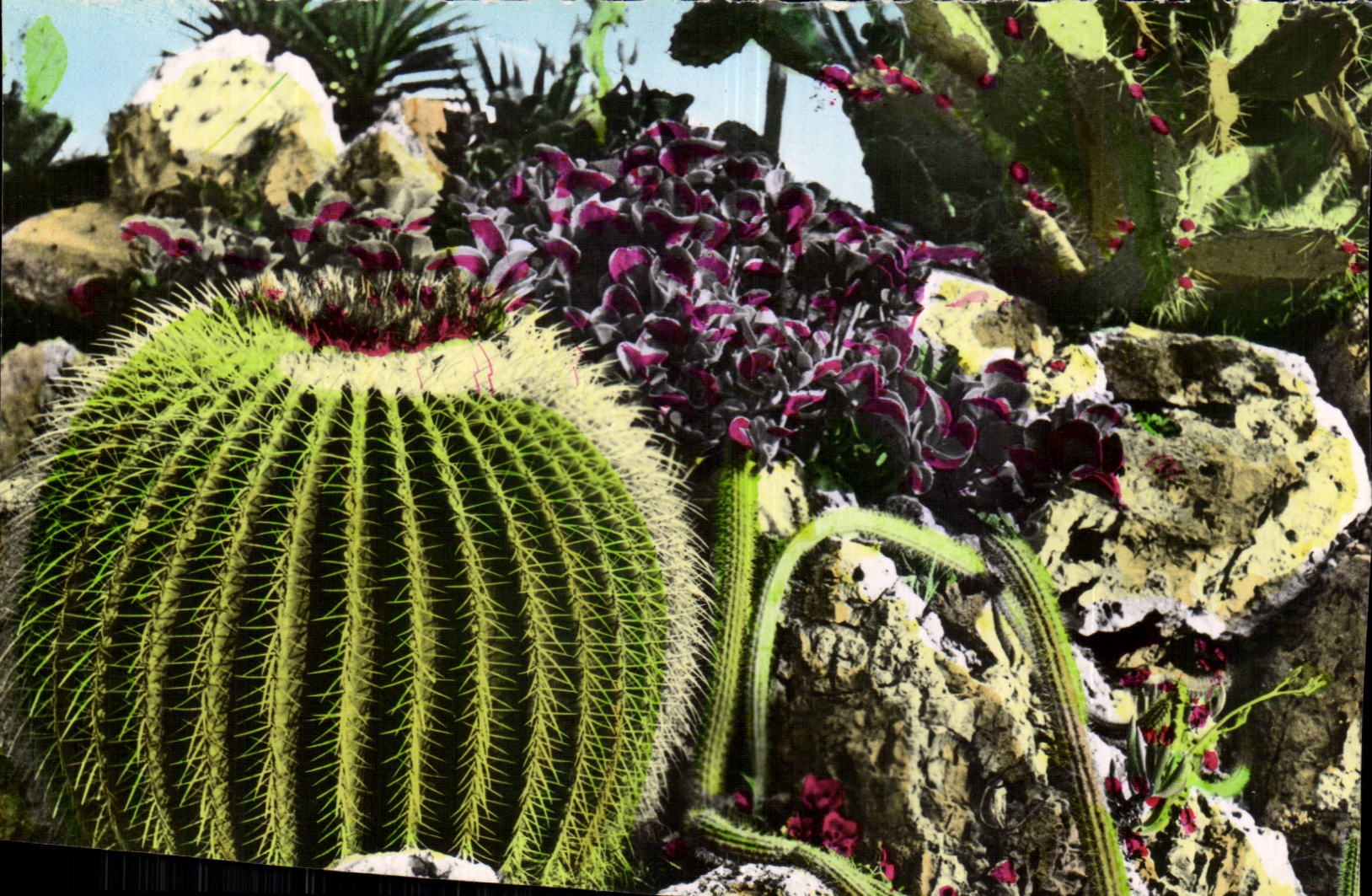 Jardin Exotique de Monaco — Cactus et plantes succulentes — Éditions de Luxe Lavelle, Paris