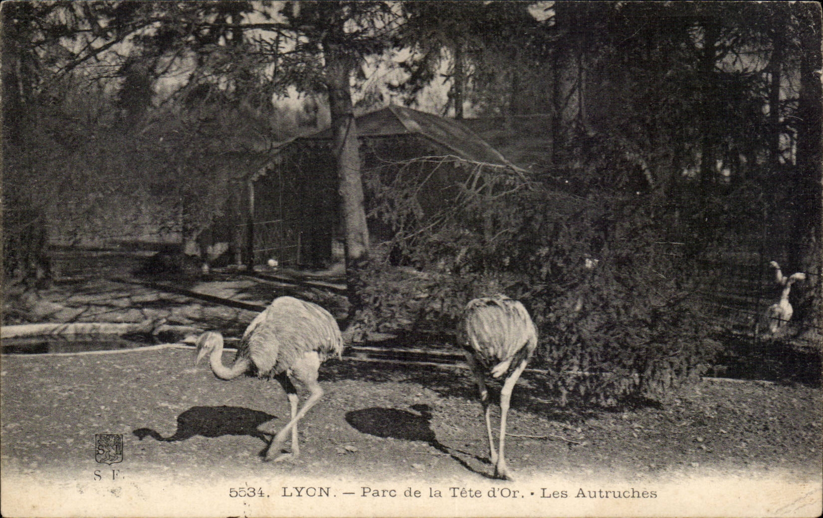 LYON — Parc de la Tête d'Or — Les Autruches