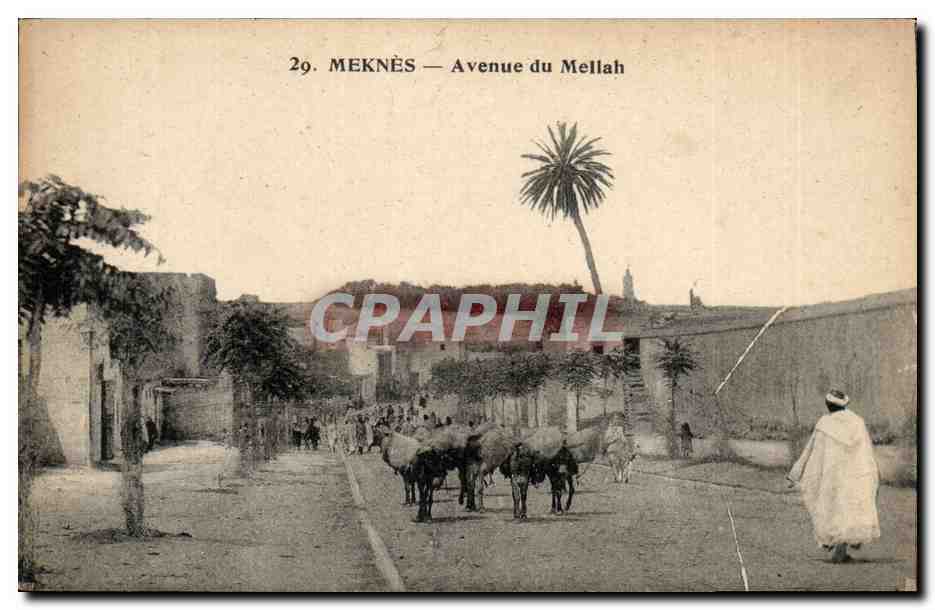 CPA Marco meknes Avenue du Mellah Ane donkey