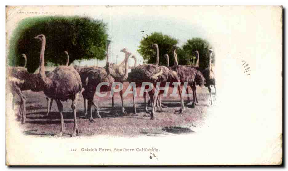 CPA ostrich Farm Southern California Etats Unis Autruche 