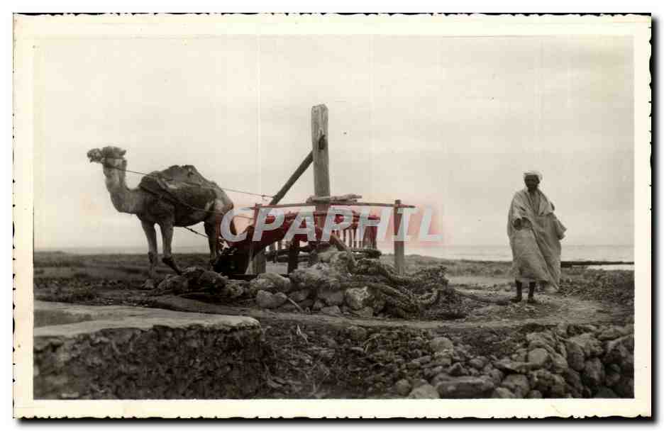 CPA Scenes et ypes Une noria Chameau Camel Afrique du nord