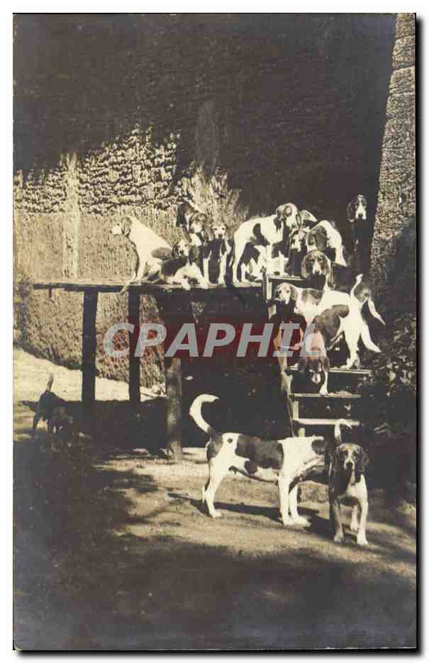 CPA CARTE PHOTO Chiens de chasse Hunting Chien dog 