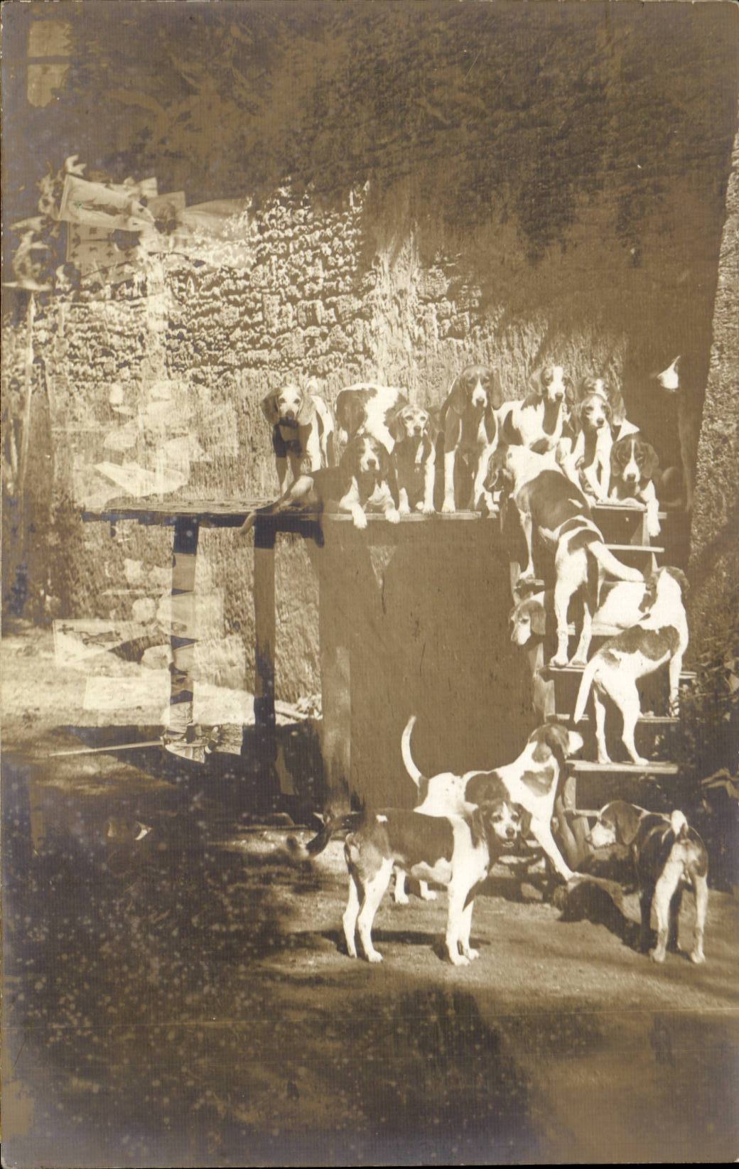 Chien de chasse — groupe sur estrade — Carte Postale CPAPHIL