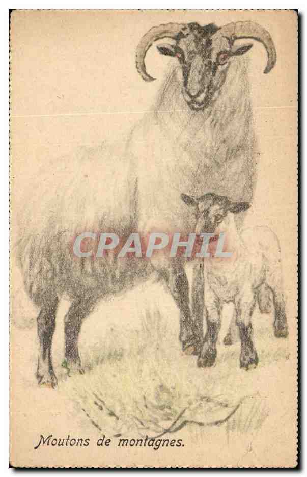 Moutons de montagnes — dessin au crayon — éditeur Tuck & Fils