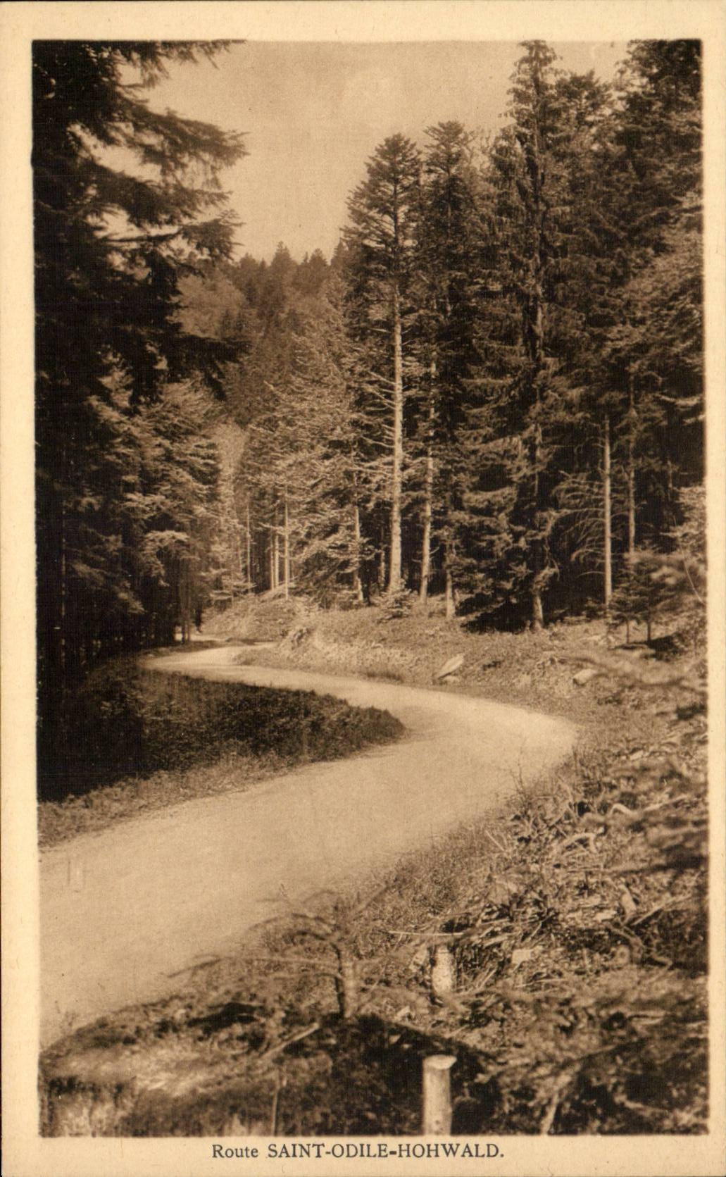 Straße Saint-Odile-Hohwald — Dichter Wald — Verlag Félix Lüb, Straßburg, Nr. 62