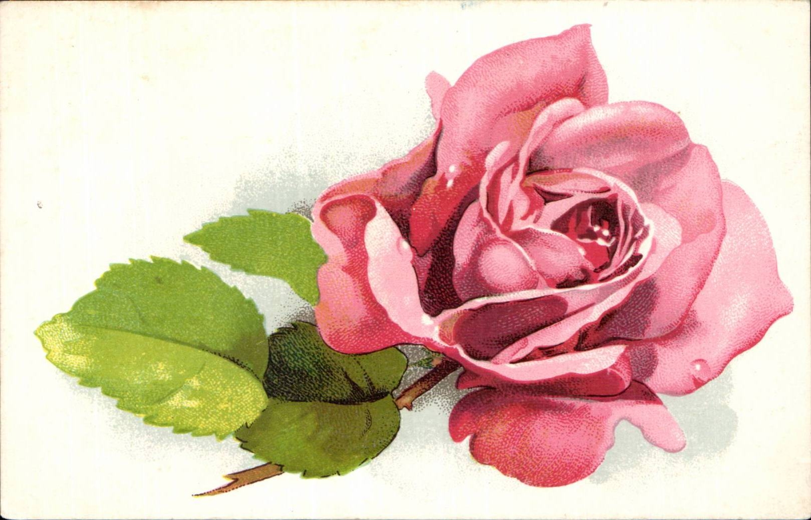 CPA Fantaisie Fleur Rose 