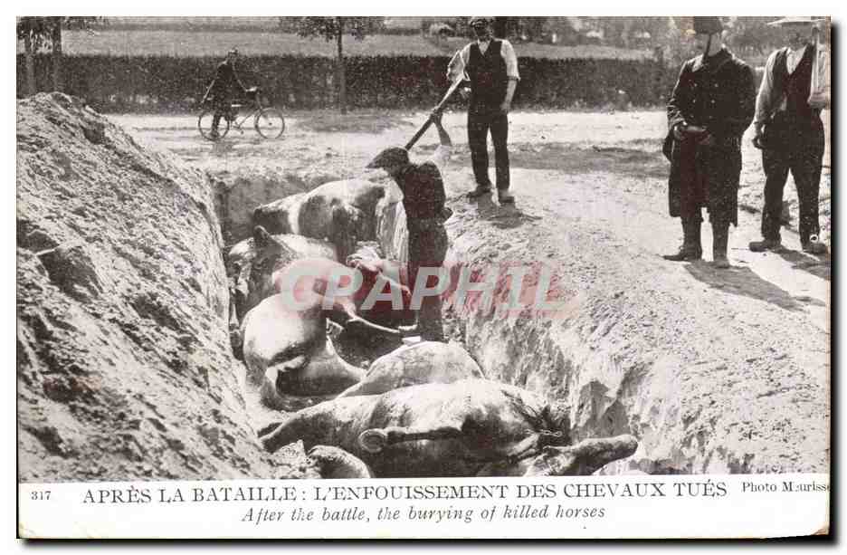 Après la bataille : l'enfouissement des chevaux tués — Photo Maurisse, n° 317