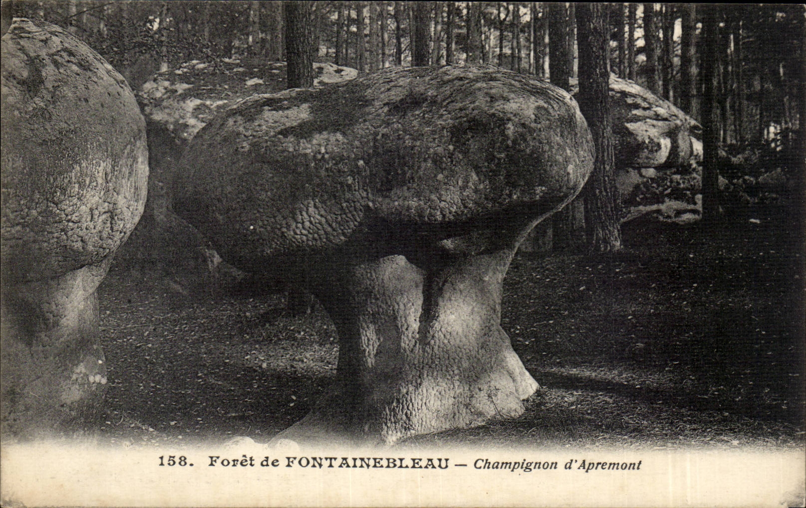 Bosque de FONTAINEBLEAU — Champiñón de Apremont — n° 158
