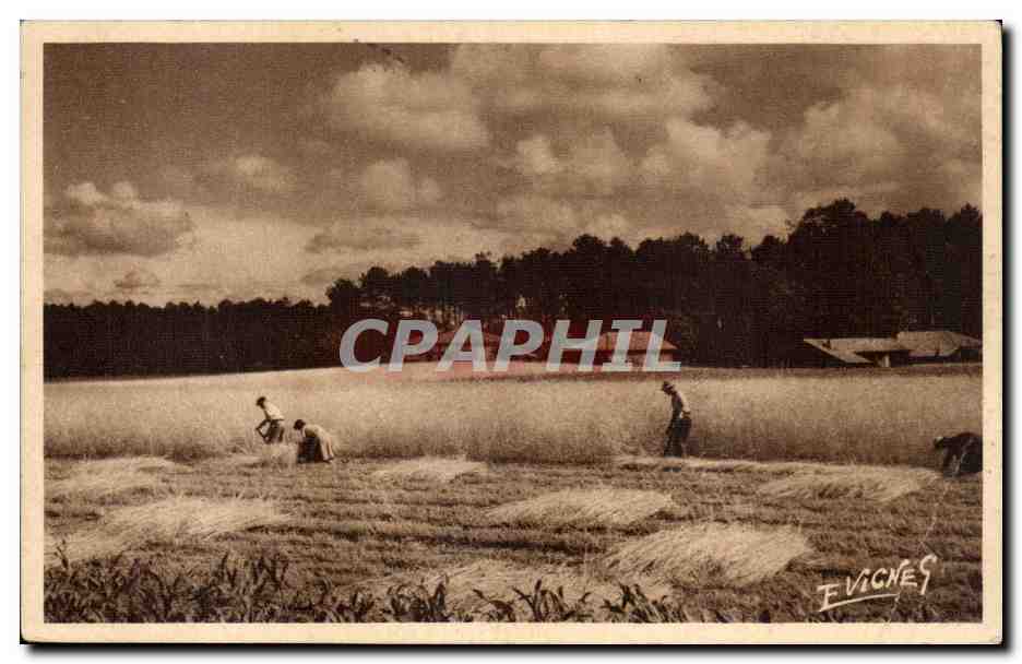 Paysage Landais - Juin - Le Soir Tombe - La Moisson - CPA 