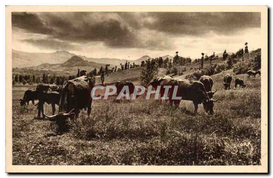 CPA Cantal Paturage dans la vallee de la Rhue de Cheylade