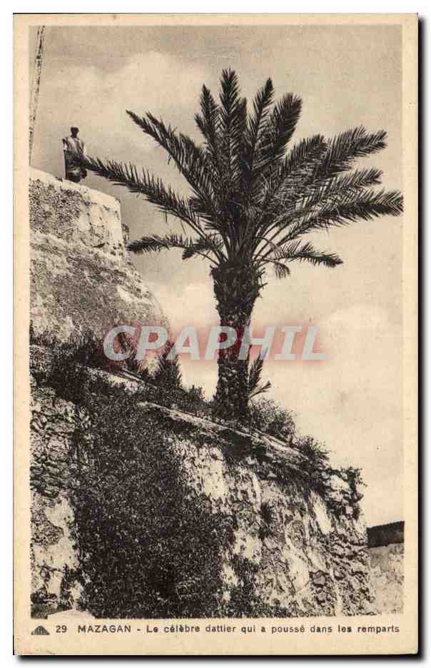 CPA Maroc Mazagan Le celebre datier qui a pousse dans les remparts