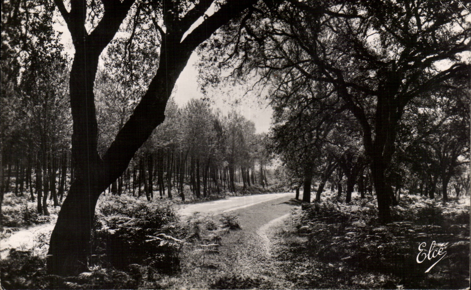 Forêt de Pins et de Chênes — Gironde — L. Chatagneau, éditeur