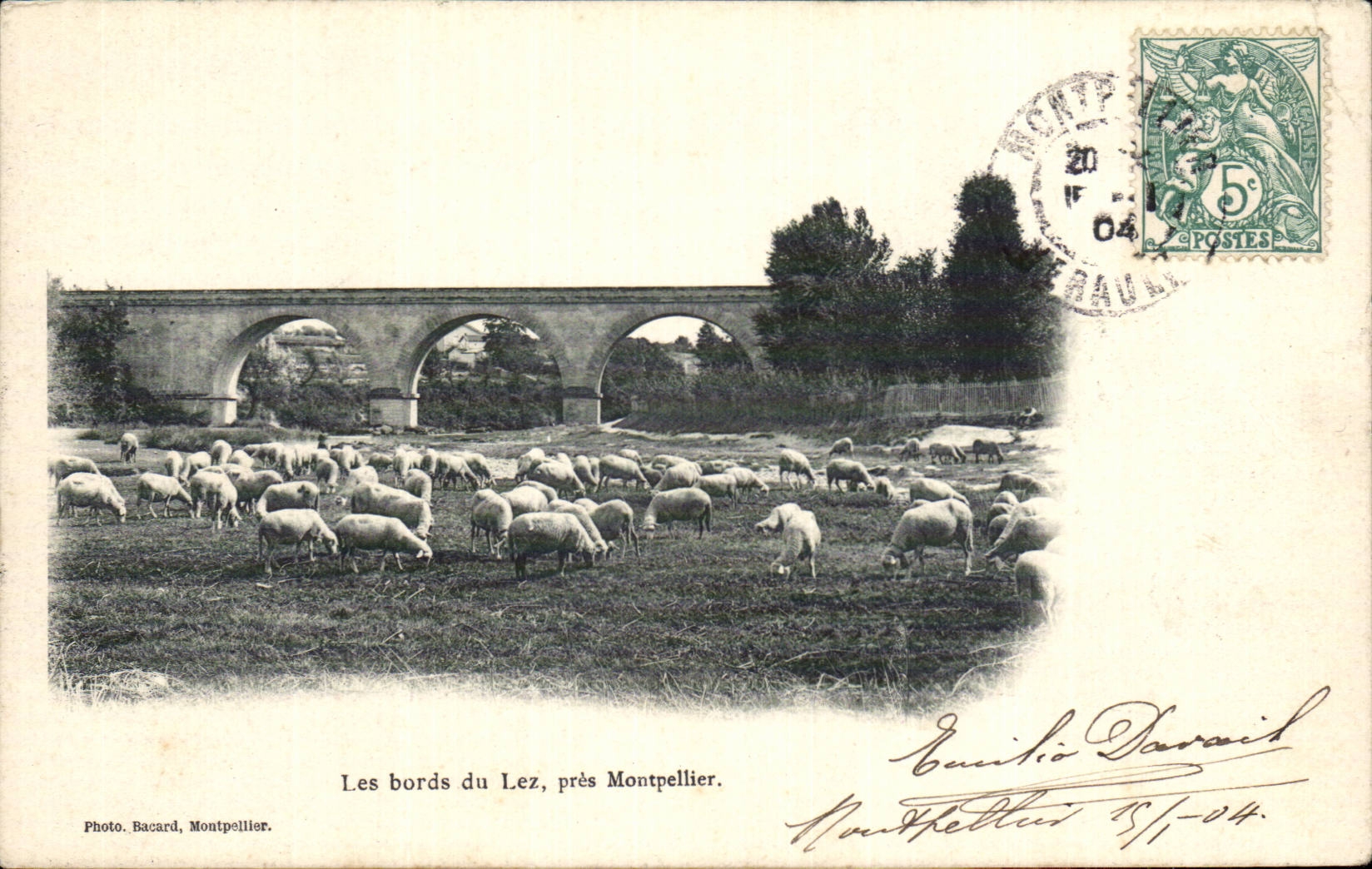 Pres Montpellier CPA Les bords du Lez Moutons Sheep