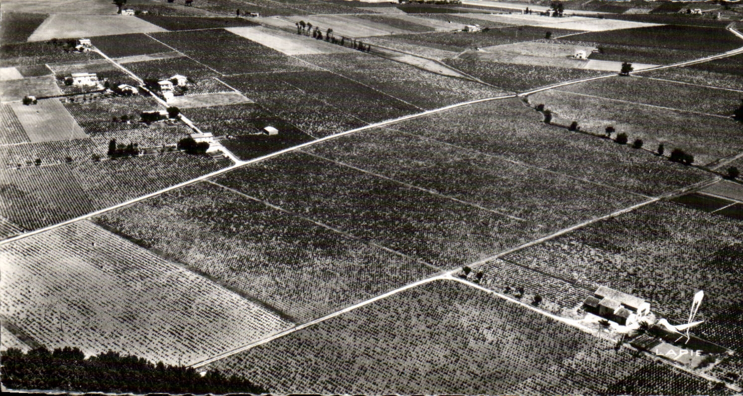 Vignoble languedocien — région de Montpellier — éditeur APIE