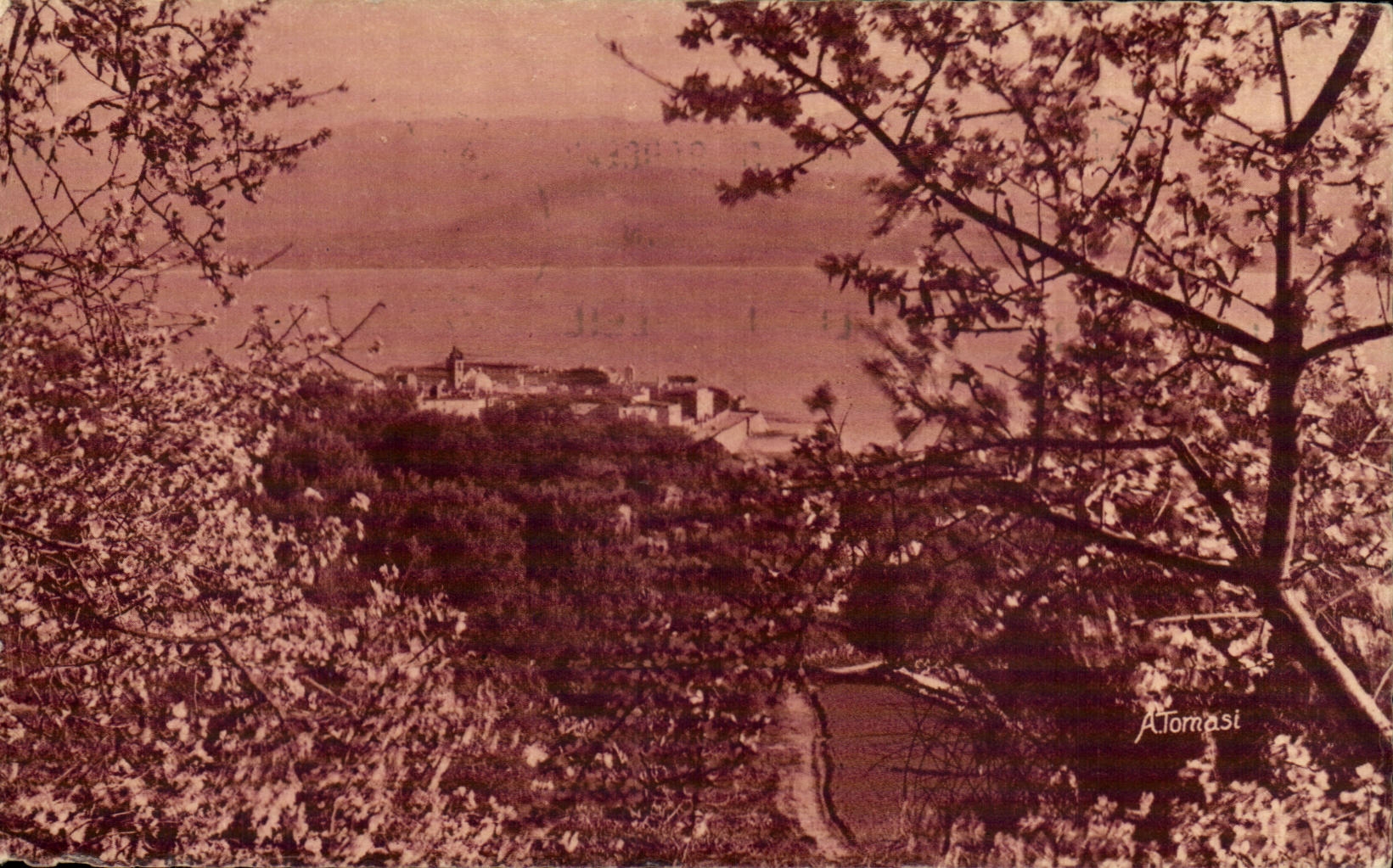 Amandiers en fleurs — Ajaccio — Éditions A. Tomasi