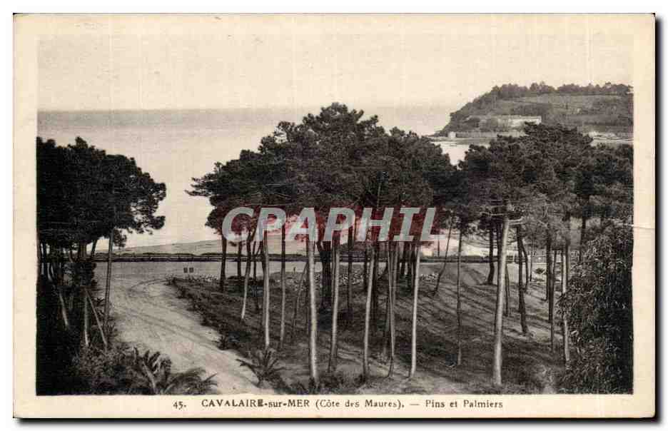CPA Cavalaire sur Mer ( cote des Maures ) Pins et palmiers