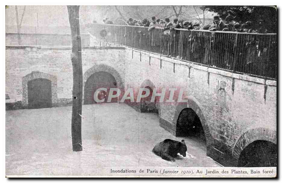 Überschwemmungen in Paris (Januar 1910). Im Jardin des Plantes, gezwungener Badestrand — unbekannte Ausgabe