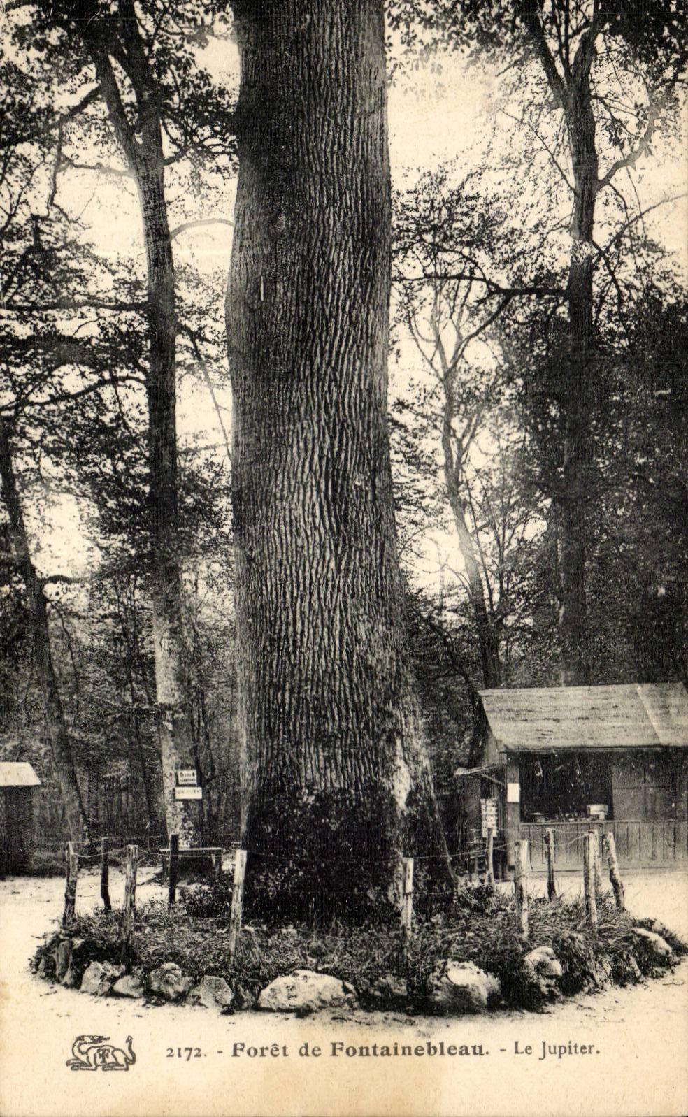 Wald von Fontainebleau — Jupiter — n° 2172