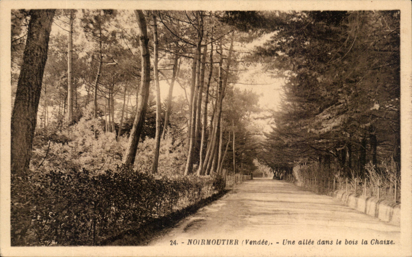 CPA Noirmoutier Une allee dans le bois la Chaise