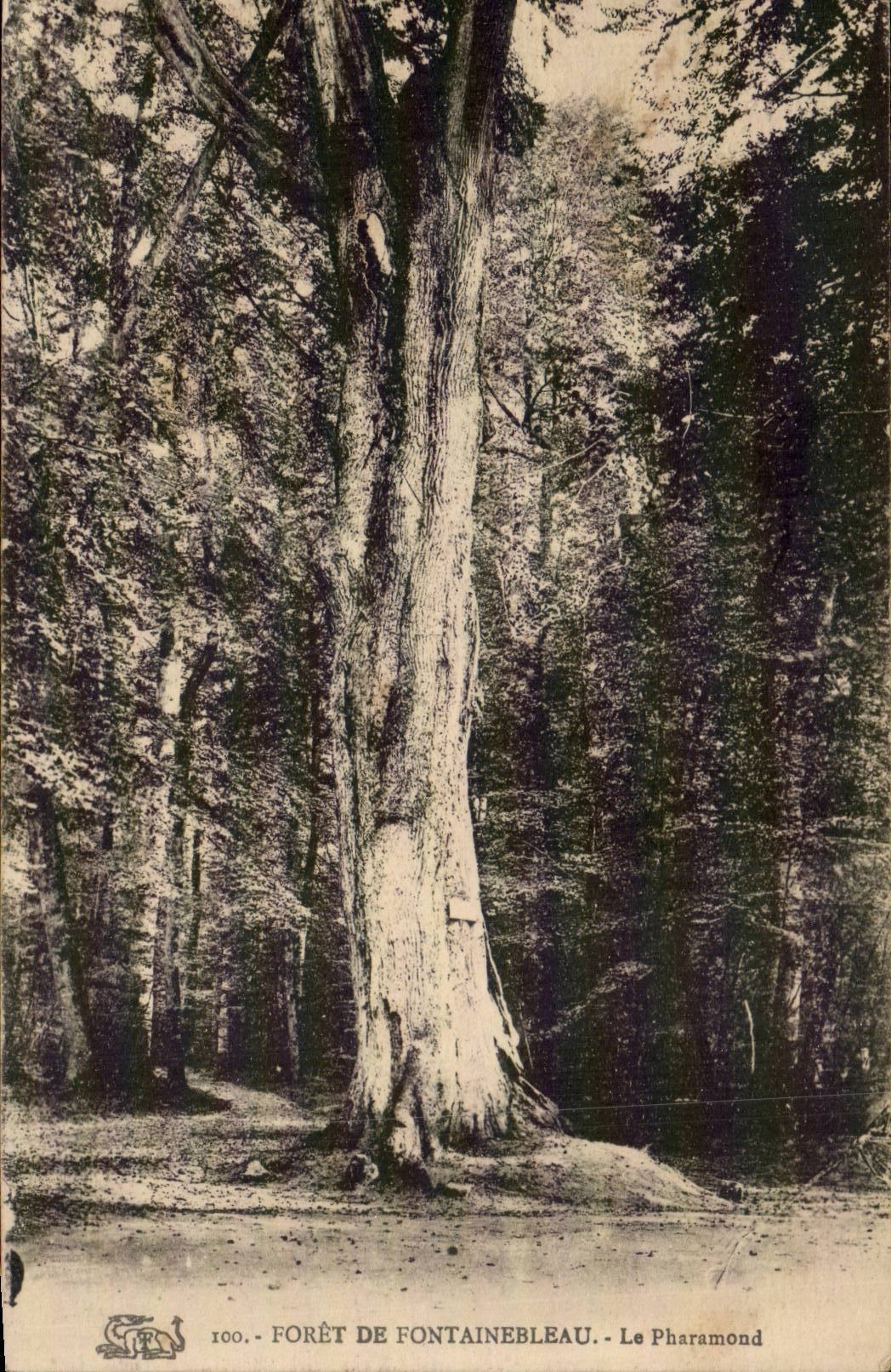 Forêt de Fontainebleau — Le Pharamond — Le Pharamond