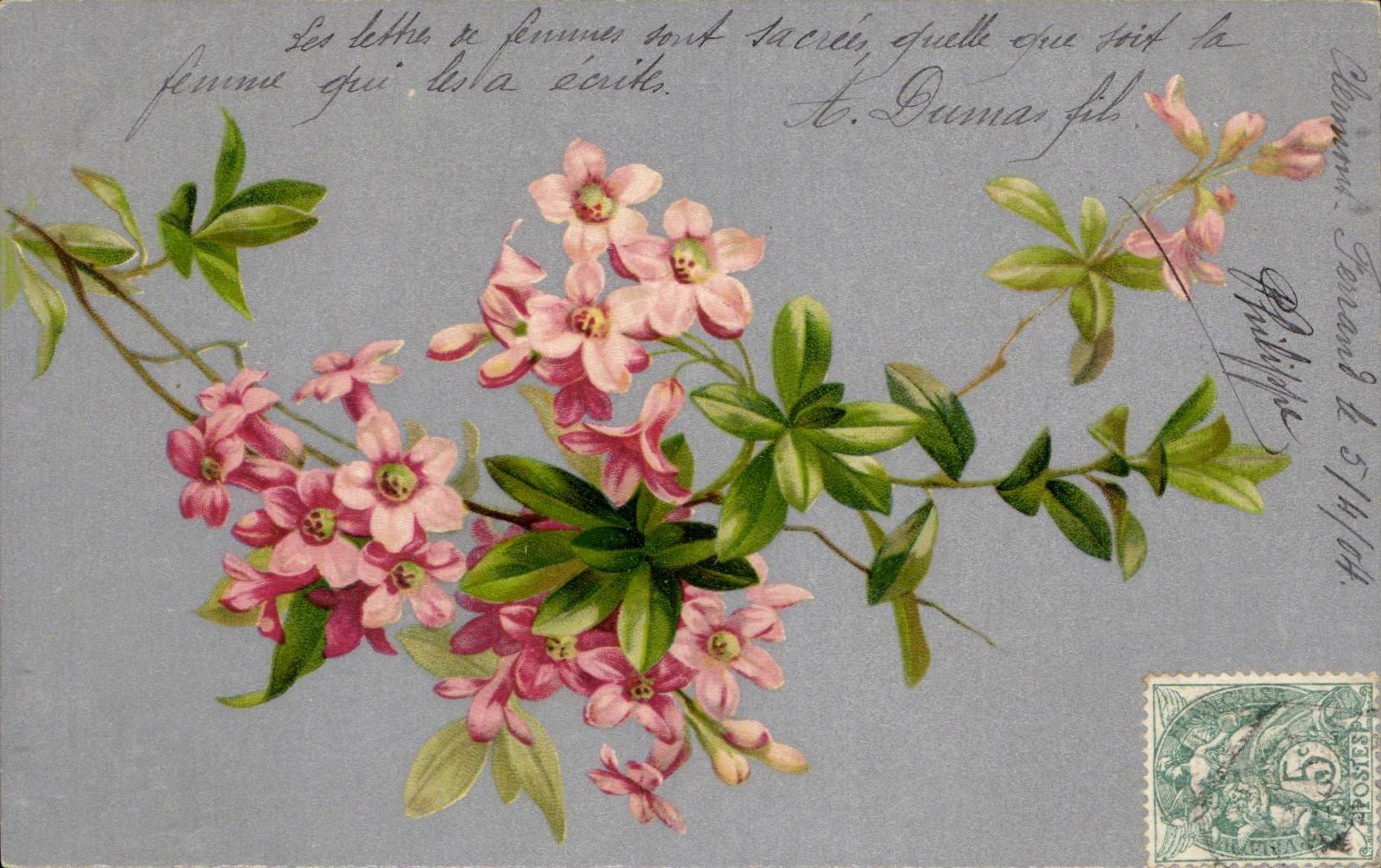 Fleurs roses — illustration — J.F. A.V.-A, n° 5144
