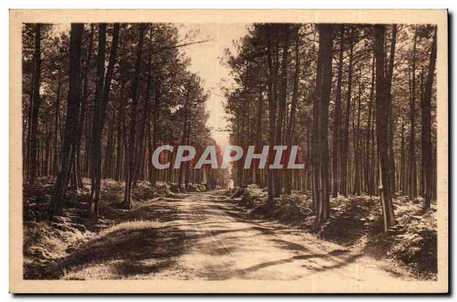 CPA Au pays landais Une route dans la foret landaise