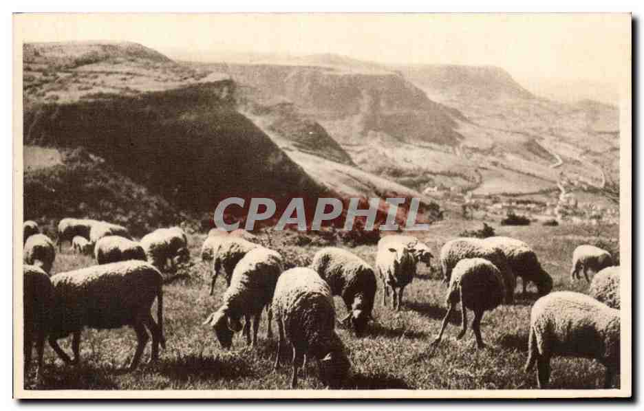 CPA Roquefort Paturages sur les Causses (moutons)