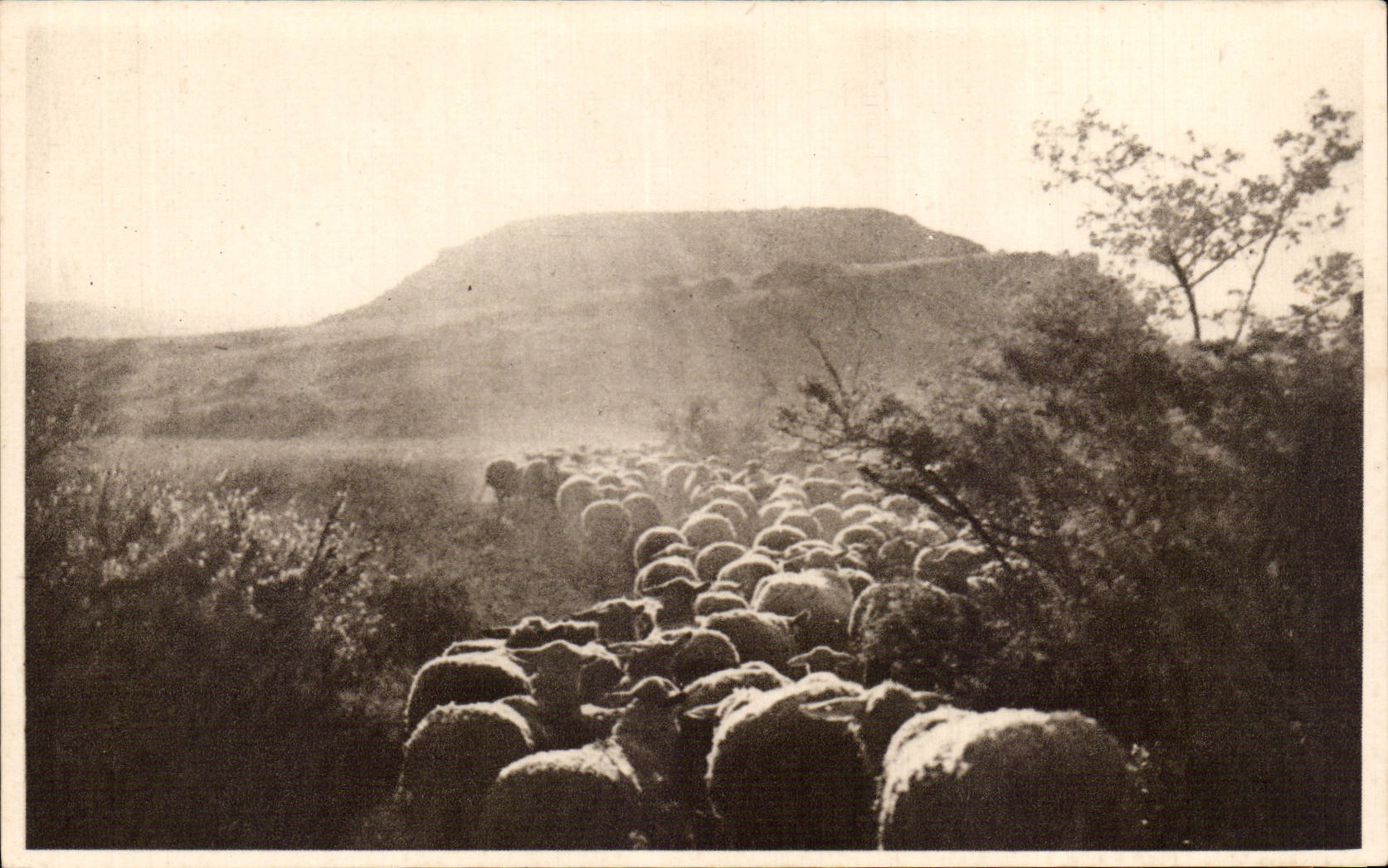CPA Roquefort La rentree au bercail (moutons)