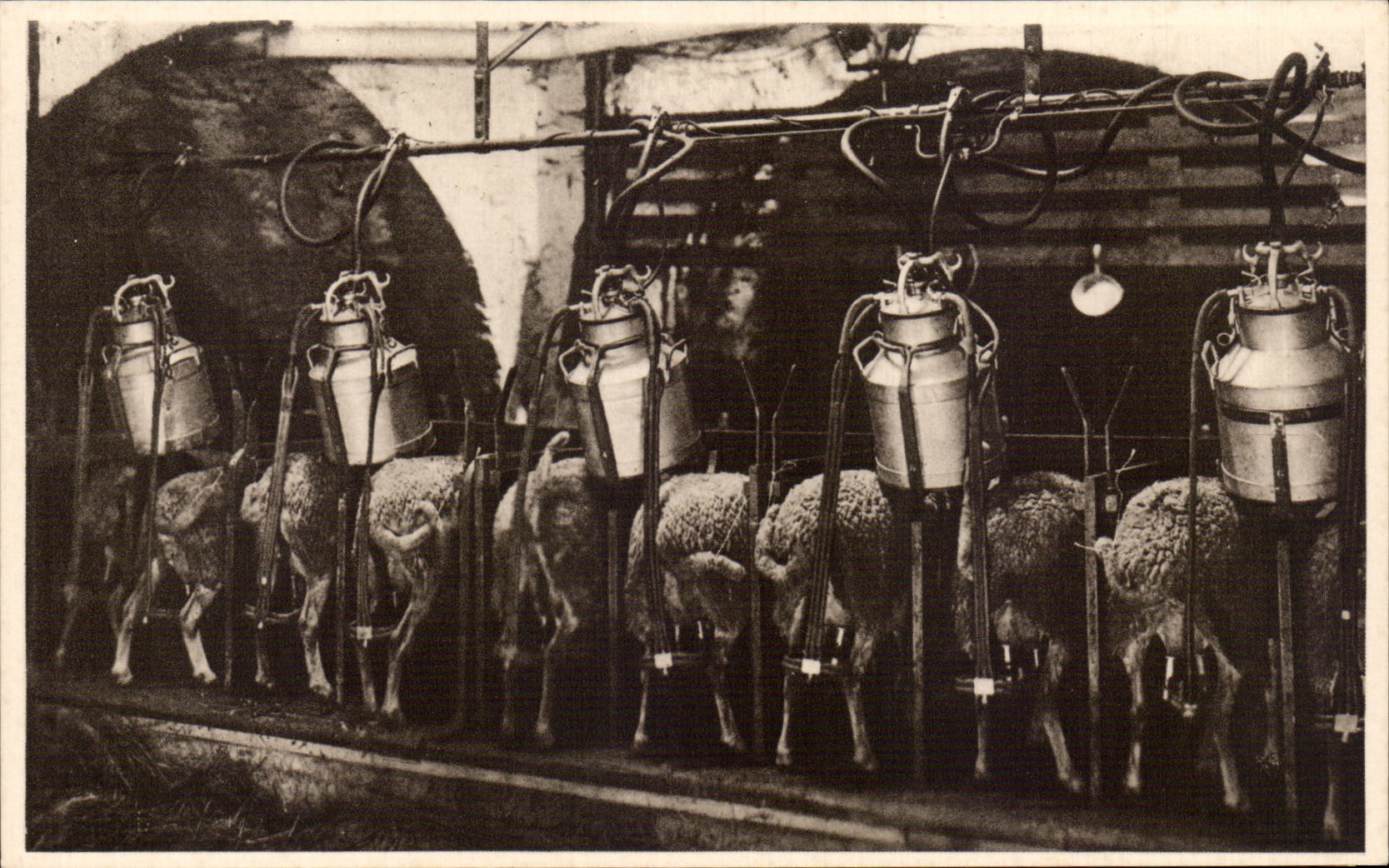 CPA Roquefort Traite mecanique des brebis (moutons)