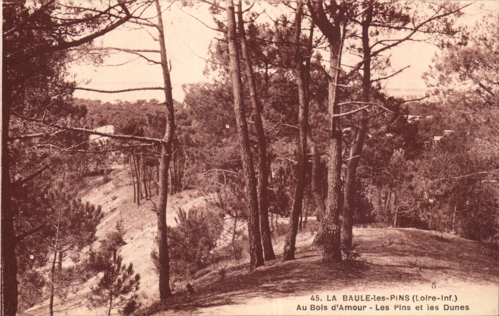 CPA La Baule les Pins Au bois d'amour Les pins et les dunes