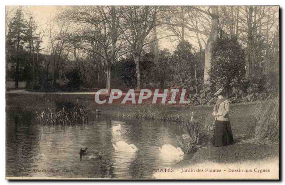 CPA Nantes Jardin des plantes Bassin aux cygnes Swan