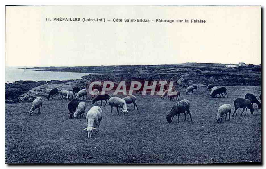 Prefailles CPA Cote Saint Gildas Paturage sur la falaise Moutons Sheep Mouton