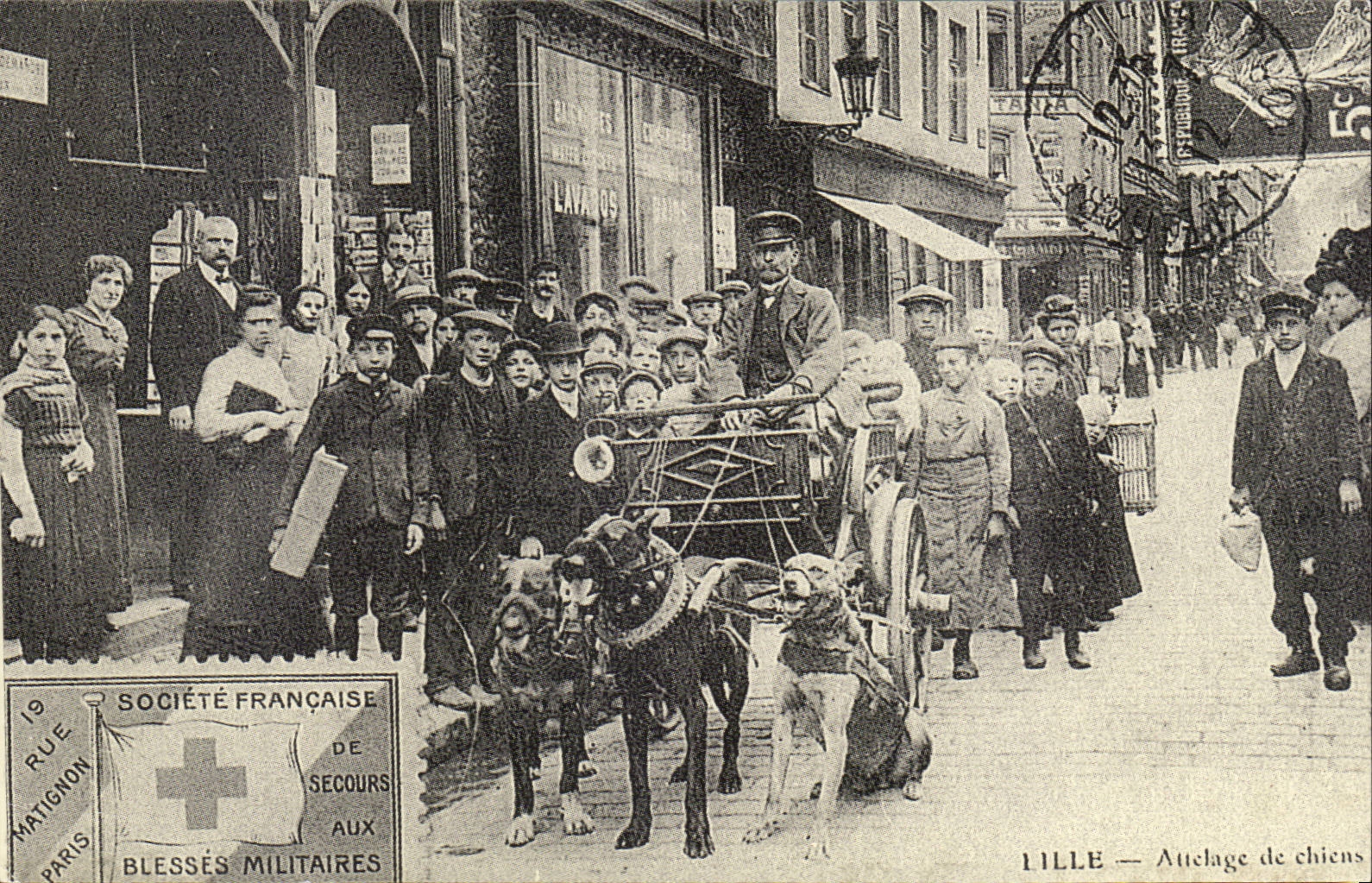 REPRODUCTION Lille Attelage de chiens dog chien Blesses Militaires Militaria