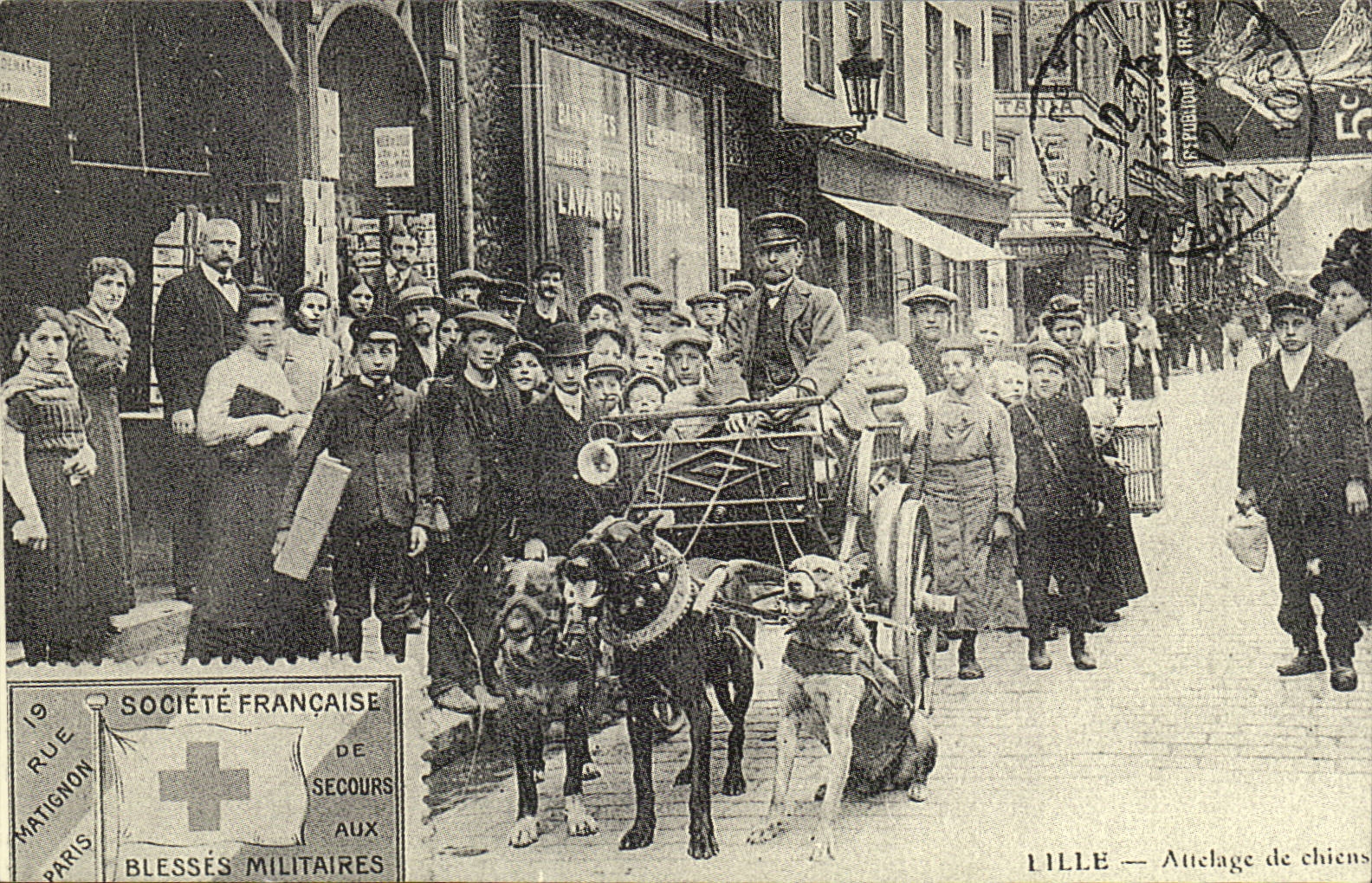 REPRODUCTION Lille Attelage de chiens Chien dog