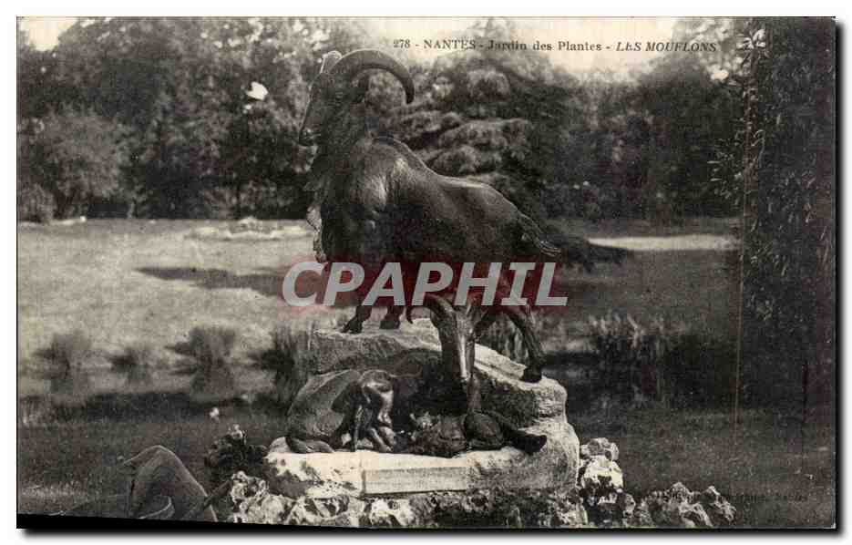 Nantes CPA Jardin des plantes Les mouflons