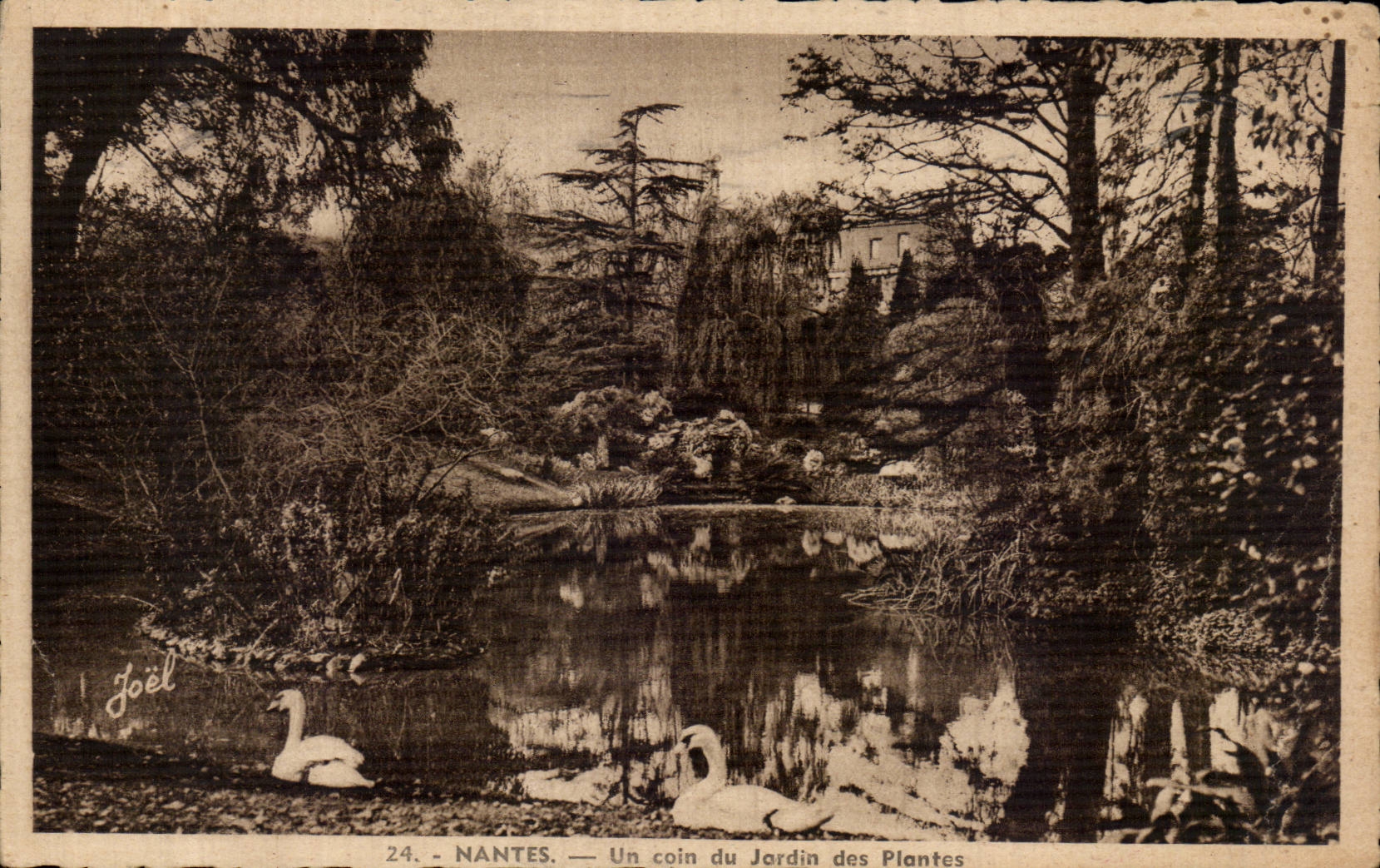 CPA Nantes Un coin du jardin des plantes cygne swan