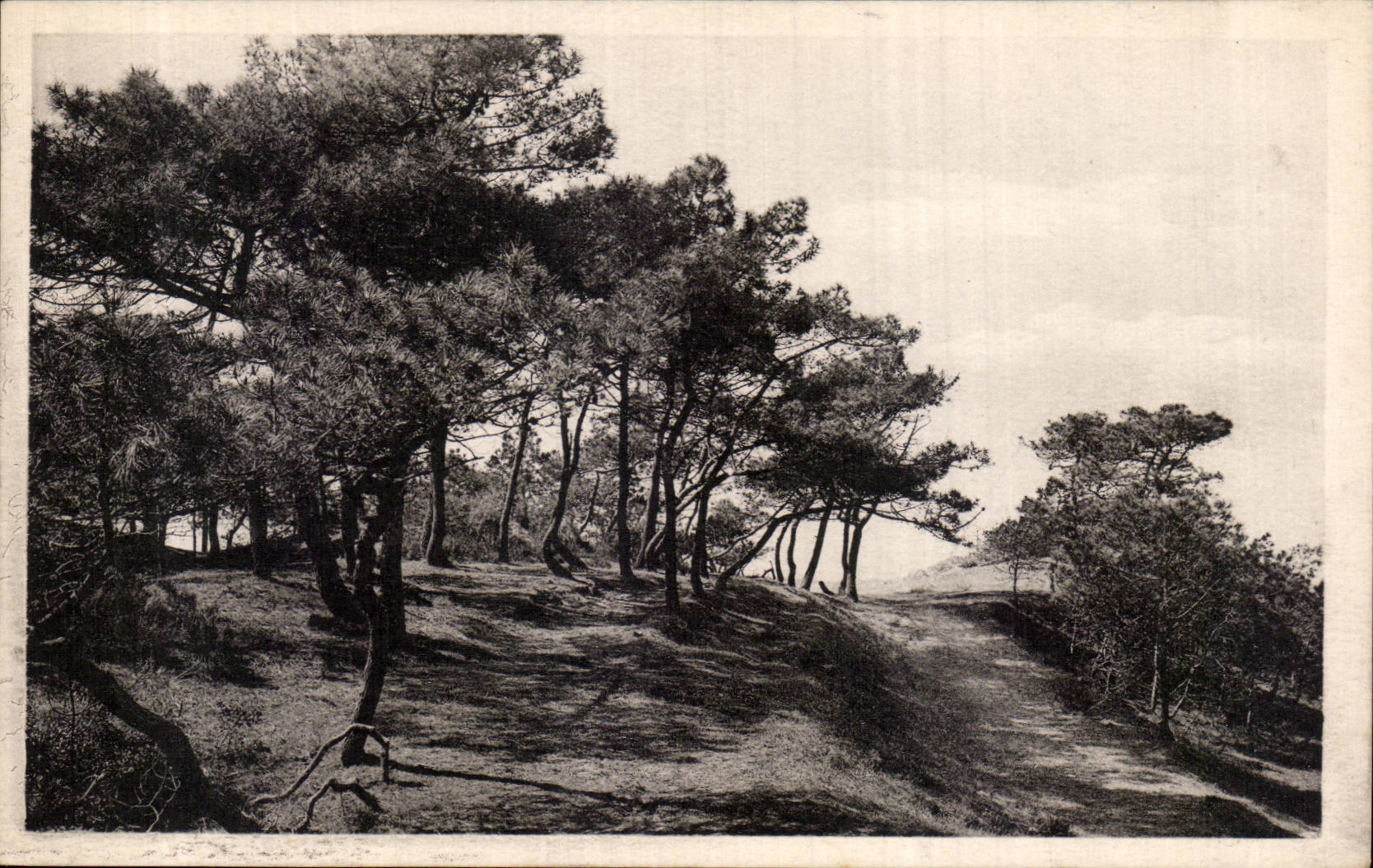 CPA St Brevin l'ocean Sapins en bordure de mer