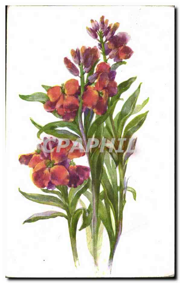 Fleurs - Flowers - Exotic Bouquet - CPA 