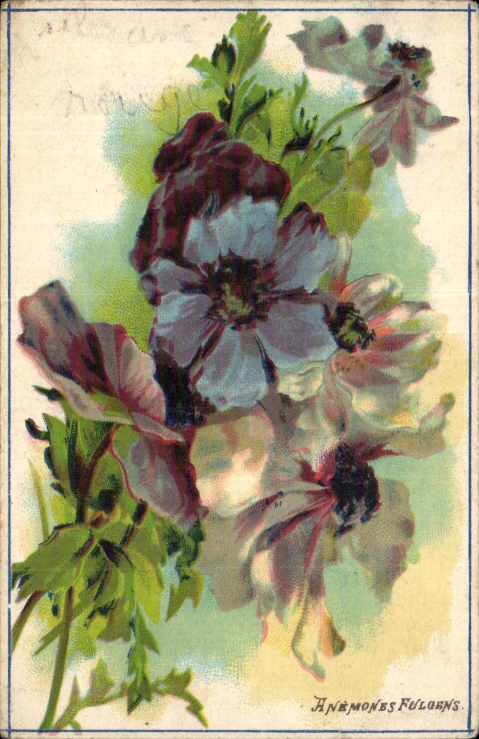Fleurs - Flowers - Artful purple blossoms CPA 