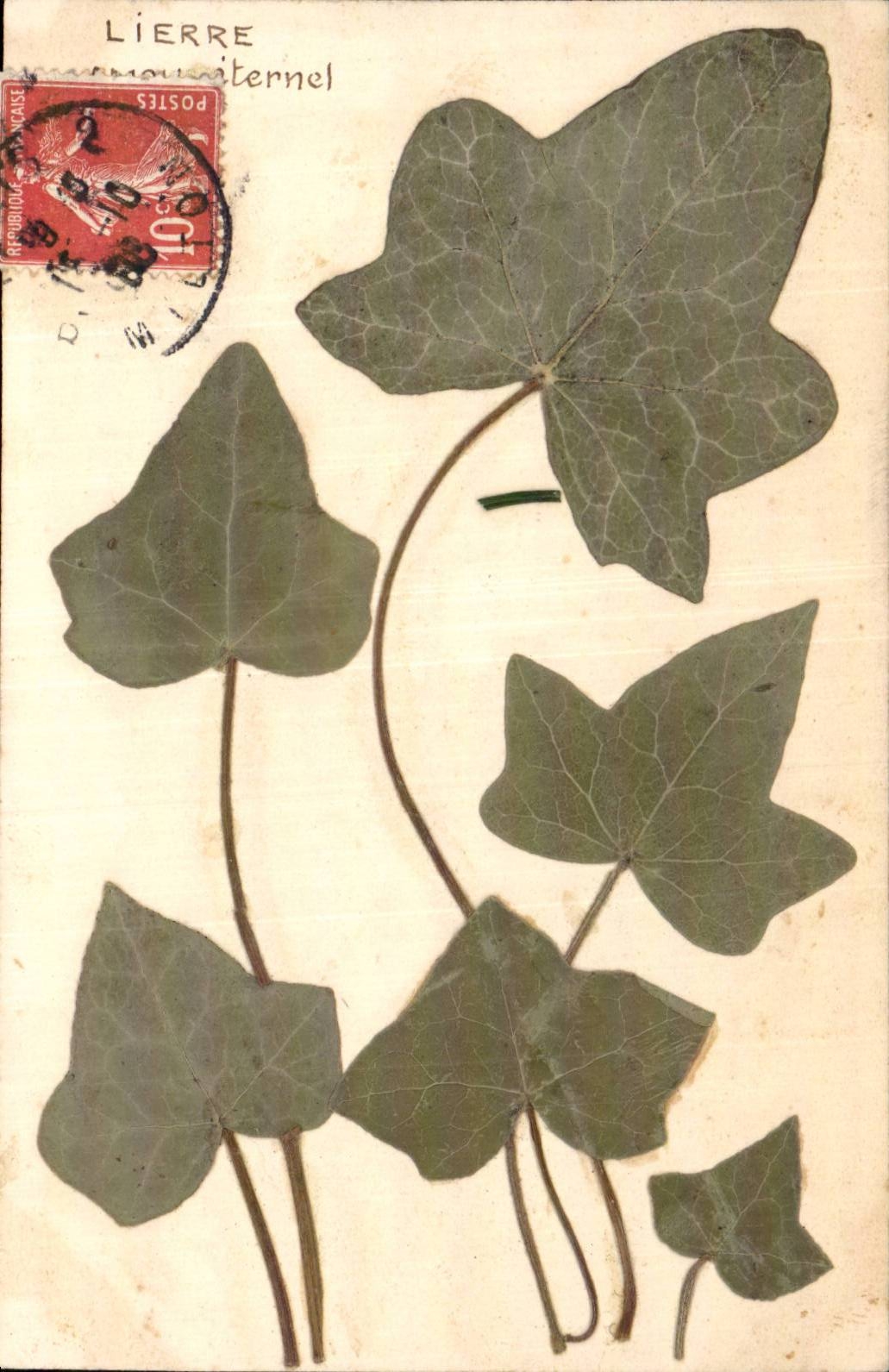 Fleurs - Flowers - Lierre - Ivy Leaves CPA 