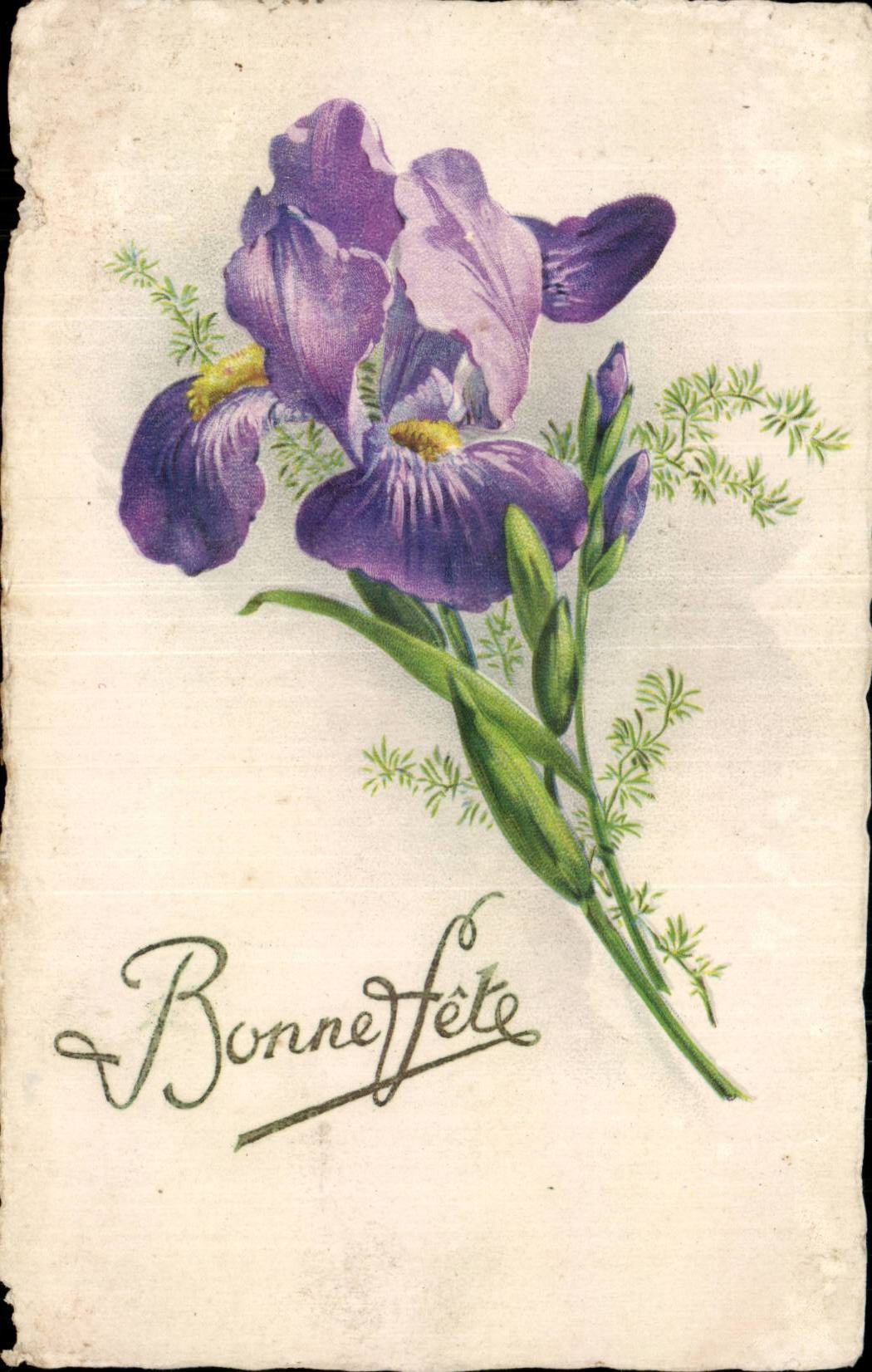 Fleurs - Flowers - Beautiful Purple Iris - Bonne Fete CPA 
