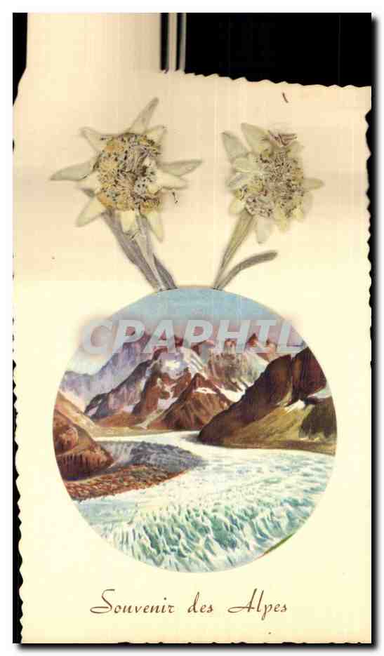 Fleurs - Flowers - Mountain and blossoms CPA 