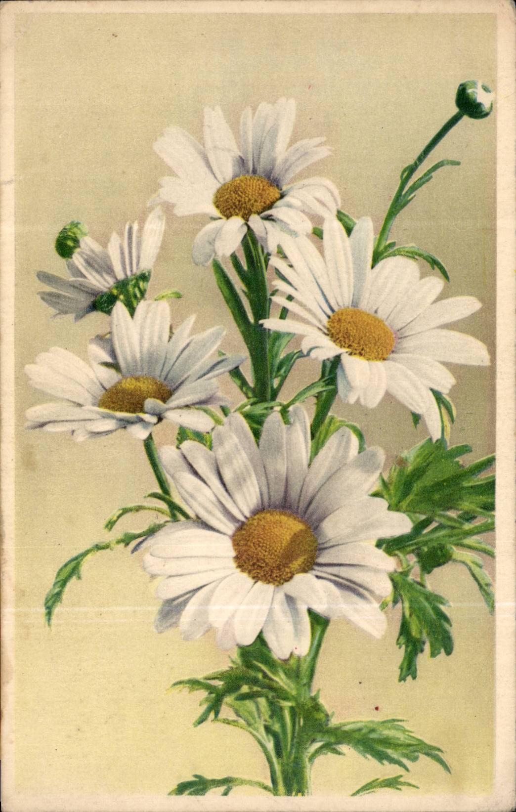 Fleurs - Flowers - Colorful bouquet of daisies - CPA 