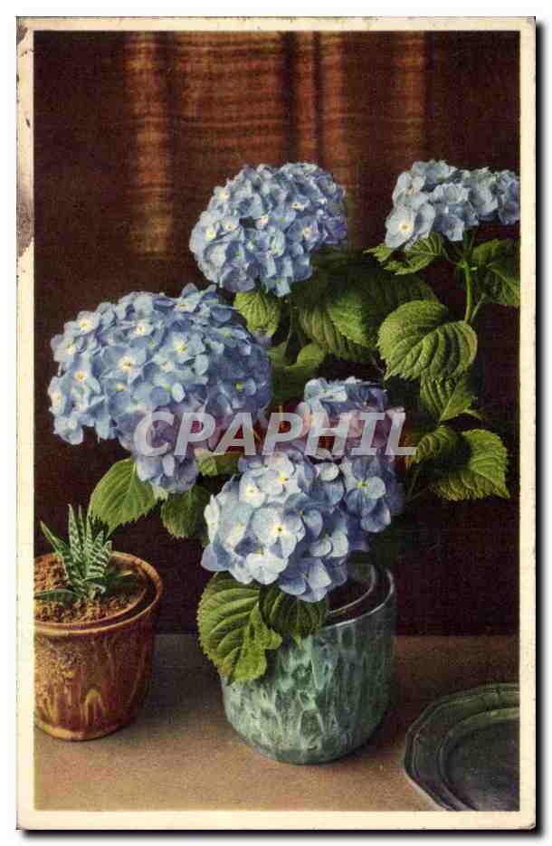 Fleurs - Flowers - Vase of purple blossoms - CPA 