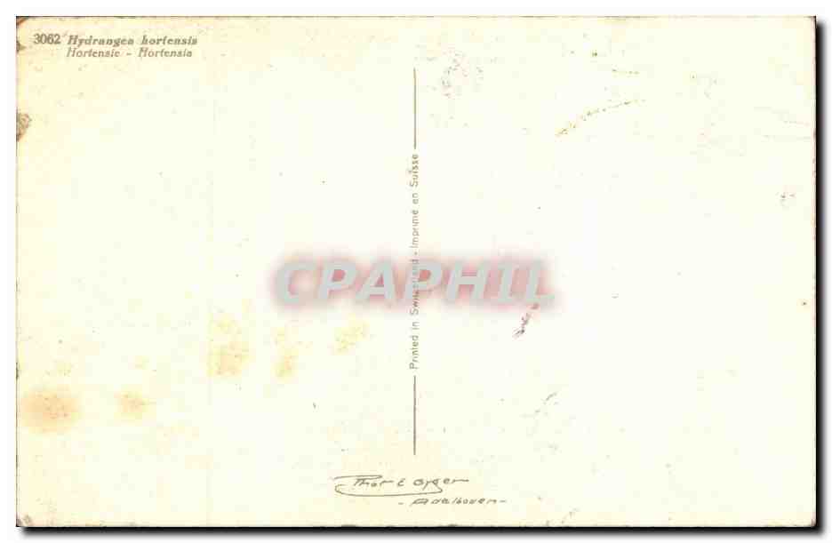 Fleurs - Flowers - Vase of purple blossoms - CPA  — Verso