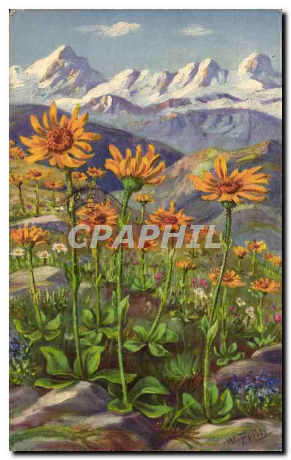Flowers - Fleurs - Mountains - Field of yellow daisies - CPA 