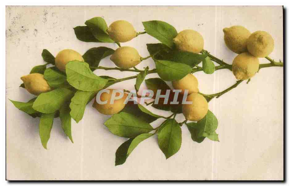 Flowers - Fleurs - Branch of lemon tree - CPA 