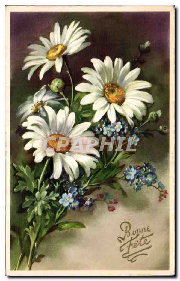 Flowers - Fleurs - Pretty Daisies - CPA 