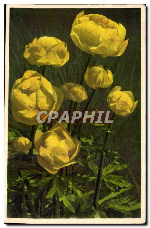 Flowers - Fleurs - bright yellow flowers - CPA 