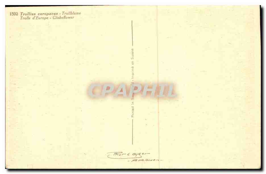 Flowers - Fleurs - bright yellow flowers - CPA  — Verso